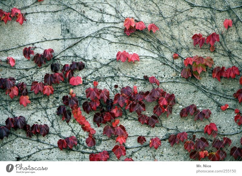 wallflowers Environment Nature Plant Autumn Ivy Building Wall (barrier) Wall (building) Facade Red Anticipation Environmental protection Concrete wall
