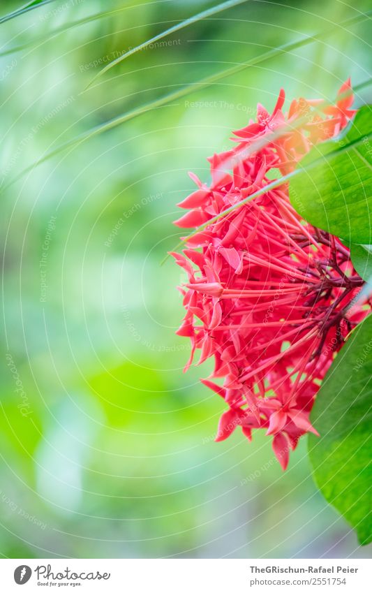 flora Plant Green Red Growth Blossoming Depth of field Detail Macro (Extreme close-up) Maldives Colour photo Exterior shot Deserted Copy Space left