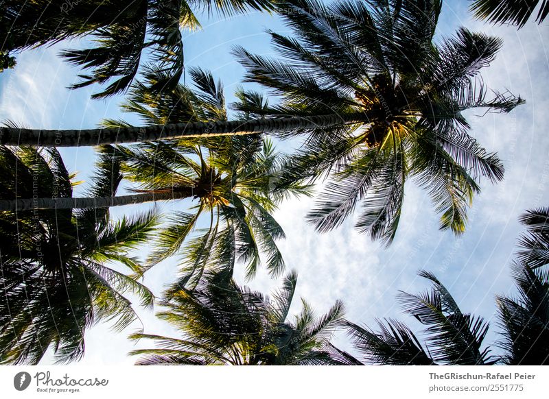 palm Nature Blue Green White Palm tree Plant Growth Shadow Island Vacation & Travel Ocean Sky Clouds Kuramathi Colour photo Exterior shot Deserted Morning Day