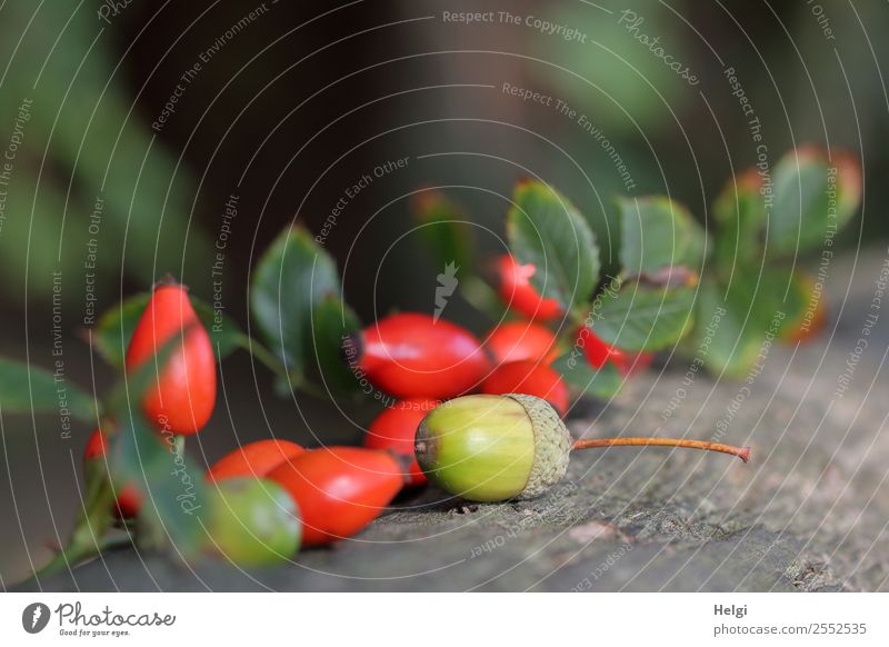 autumn fruits Environment Nature Plant Autumn Leaf Rose hip Acorn Park Wood Lie Small Natural Brown Gray Green Red Moody Esthetic Uniqueness Life Fruit