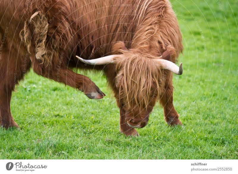 Arthrosis | signs of aging Animal Farm animal Cow Zoo 1 Brown Green Articulated Osteoarthritis Joint Cattle Beef Cattle farming Highland cattle Galloways