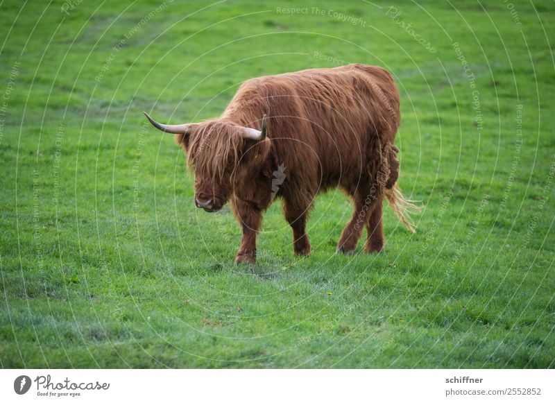 I'm lonely and deserted. Animal Farm animal Cow 1 Brown Green Cattle Cattle farming Meadow Pasture Grass Highland cattle Walking To go for a walk Loneliness