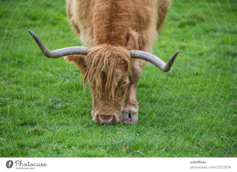 Lawn mower with steering linkage Grass Meadow Animal Farm animal Zoo 1 To feed Brown Green Highland cattle Cattle Beef Antlers Bullock Cattle farming
