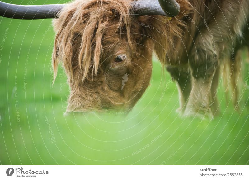Frog feed perspective Animal Farm animal Cow Zoo 1 To feed Brown Green Cattle Cattle farming Highland cattle Pasture Exterior shot Deserted Copy Space bottom
