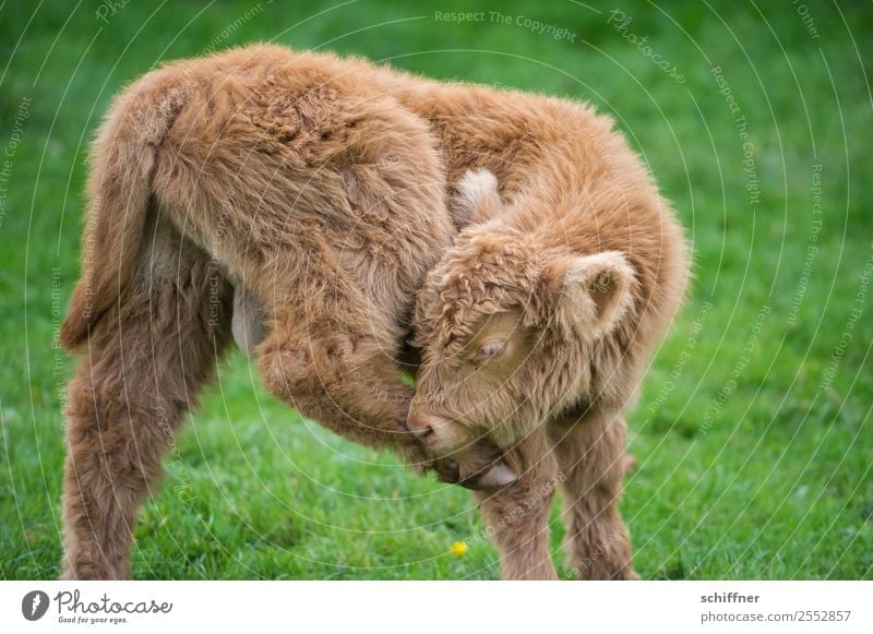 You got something on your hoof. Animal Pet Farm animal Cow Zoo Petting zoo 1 Baby animal Fitness Beautiful Brown Green Highland cattle Calf Pasture Dislocate