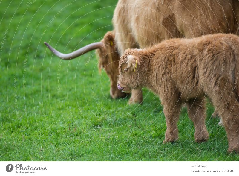 meal Animal Farm animal Cow Zoo 2 Baby animal Animal family Brown Green Cattle Cattle farming Highland cattle Calf Pasture Meadow Tongue Nostril Delicious