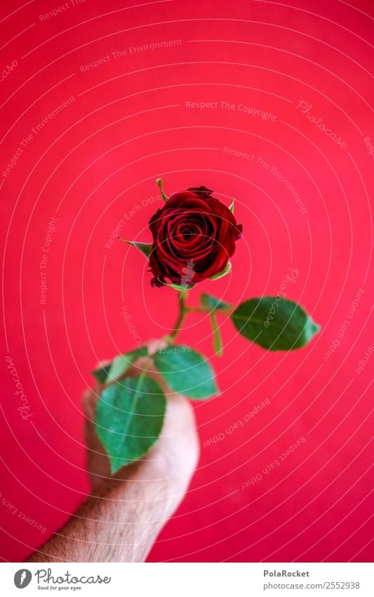 #S# Red Rose II Happy Donate Valentine's Day Love Green Give Hand Joy Spring fever Beautiful Exceptional Gift Emotions Partner Declaration of love Idea