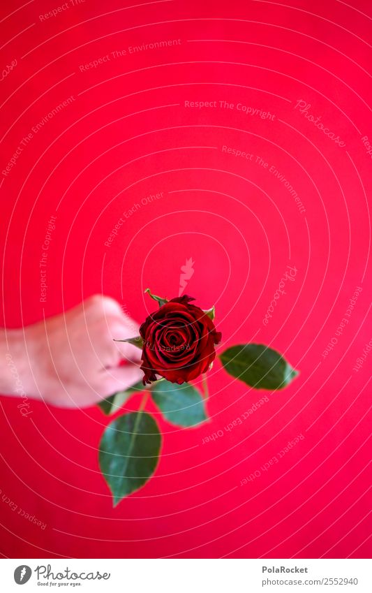 #S# Red Rose IV Happy Donate Love Declaration of love Green Valentine's Day Hand Sincere Friendship With love Symbols and metaphors Pattern Give Beautiful