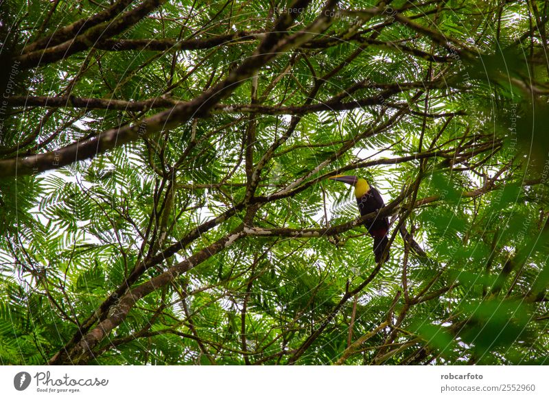 Toucan in Tortuguero Costa Rica Beautiful Nature Animal Rain Tree Park Forest Virgin forest Bird Cute Wild Yellow Green Black Ribs rica wildlife Tucans