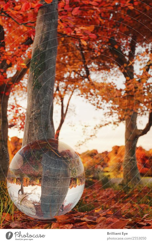 Autumn round Life Nature Landscape Tree Leaf Bright Small Natural Multicoloured Yellow Red Authentic Autumnal Deciduous tree Glass ball Reflection Ground Round