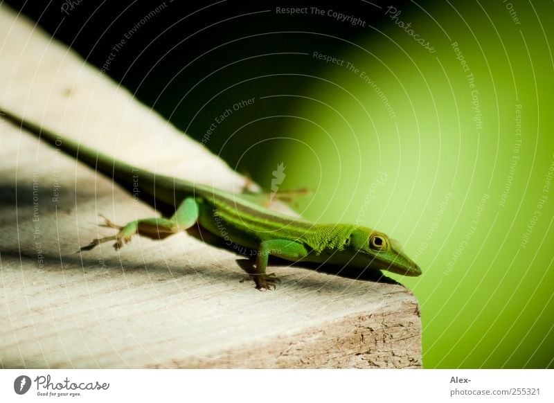 one moment Animal Wild animal 1 Threat Speed Contact Life Brave Nature Curiosity Vacation & Travel Protection Environment Change Lizards camellion Colour photo