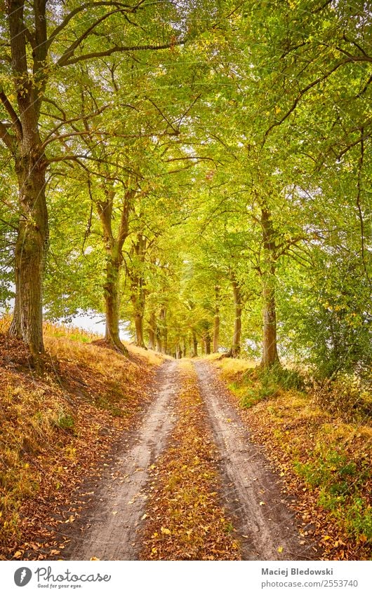 Scenic road in an autumnal forest Vacation & Travel Trip Adventure Expedition Camping Nature Landscape Autumn Tree Forest Street Lanes & trails Dream Brown
