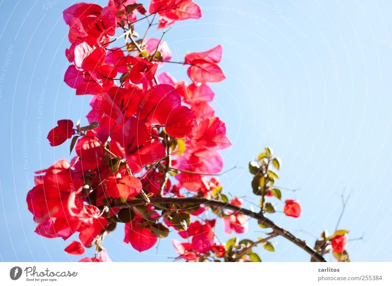 For you it's supposed to rain colorful pictures Plant Cloudless sky Summer Beautiful weather Flower Bougainvillea Blossoming Esthetic Red Green Blue