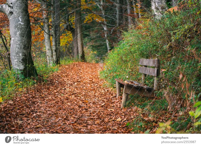 Forest alley with autumn leaves and wooden bench Beautiful Hiking Nature Autumn Leaf Mountain Free Natural Gold Bavaria Fussen Germany October Alley