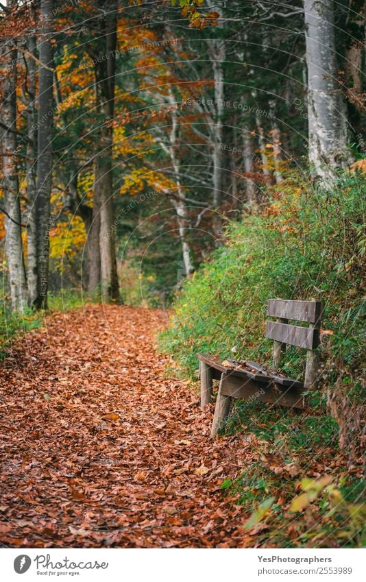 Pathway and a bench in an autumn forest Beautiful Leisure and hobbies Hiking Nature Leaf Park Forest Natural Bavaria Fussen Germany October Alley Autumn leaves