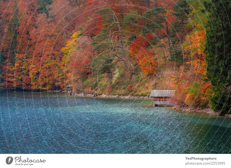 Wooden cottage on Alpsee lake and autumn forest Beautiful Vacation & Travel Trip Freedom Nature Landscape Autumn Tree Leaf Forest Lake Tourist Attraction Dream
