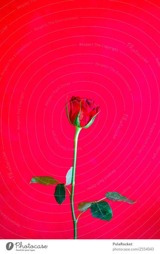 #S# Red Rose Happy Love Donate Green Joy Declaration of love Birthday Wedding Flower stalk Exceptional Beautiful Loneliness Individual Human being Partner