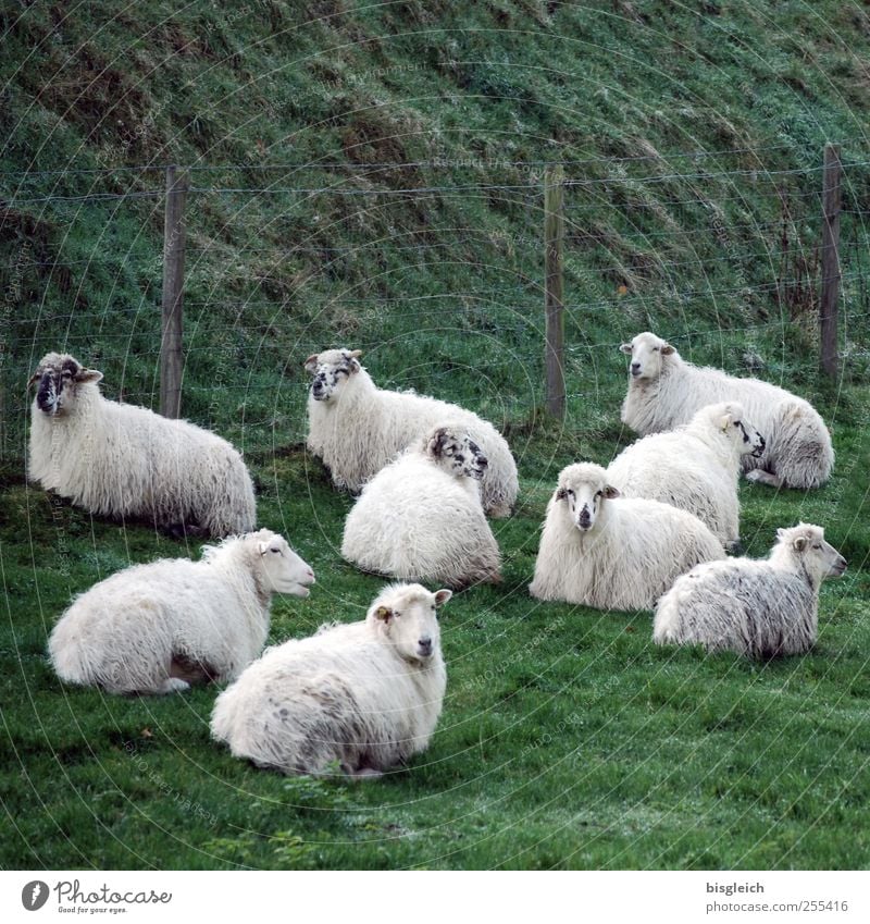 sheep Meadow Pasture Sheep Group of animals Herd Lie Looking Green White Contentment Serene Calm Colour photo Subdued colour Exterior shot Deserted