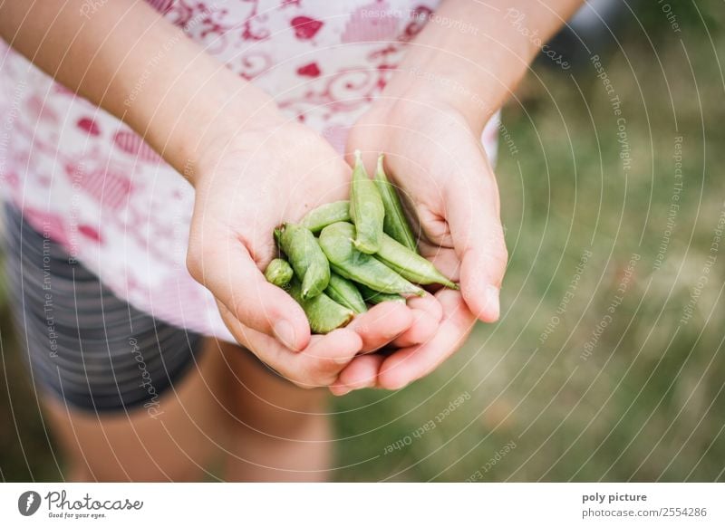 Young child harvests sugar snap peas Food Healthy Eating Leisure and hobbies Parenting Education Study Child Young woman Youth (Young adults) Infancy Hand