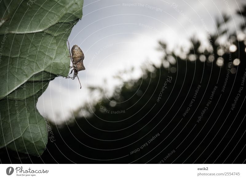 eavesdropping attack Environment Nature Plant Animal Sky Beautiful weather Bushes Leaf Hedge Garden Wild animal Bug 1 Observe Movement To hold on Small Near