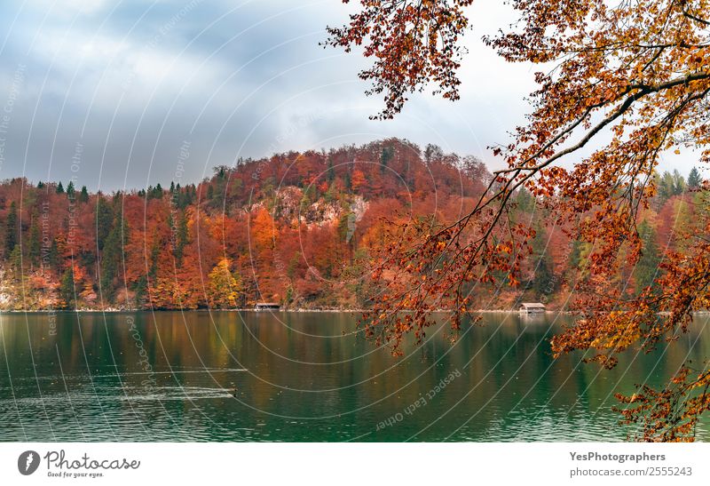 Green water lake and autumn forest Vacation & Travel Nature Landscape Autumn Tree Leaf Forest Lake Dream Natural Beautiful Moody Colour Alpsee Bavaria Fussen