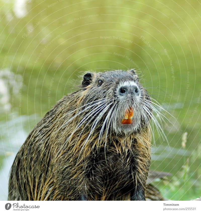 For you it should rain colorful pictures! Environment Nature Animal Water Frankfurt Outskirts Wild animal nutria 1 Looking Cool (slang) Fat Beautiful Natural