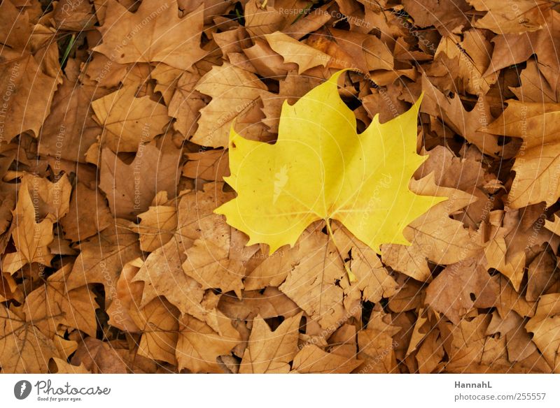 be different! Plant Autumn Leaf To dry up Yellow Calm Uniqueness Colour photo Exterior shot Deserted Day Contrast Bird's-eye view