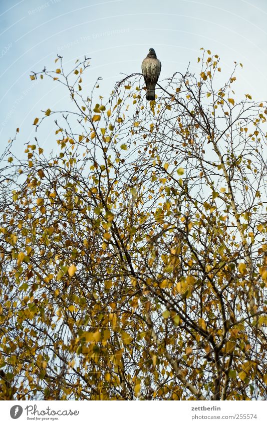 Pigeon on birch Environment Nature Plant Animal Autumn Climate Climate change Weather Tree Bird 1 Sit Wait Birch tree Above Sky Leaf canopy Autumn leaves