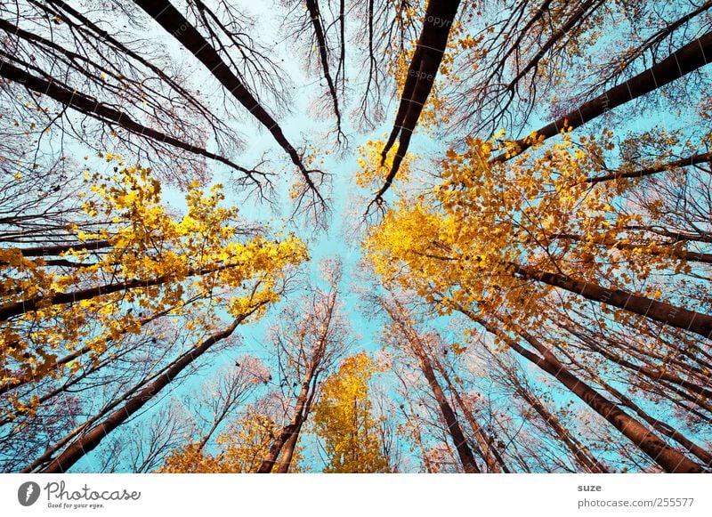 escape route Agriculture Forestry Environment Nature Landscape Plant Sky Autumn Climate Beautiful weather Tree Illuminate Large Tall Blue Yellow Esthetic