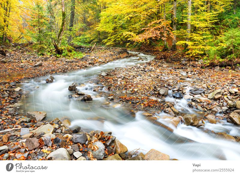 River in autumn forest with colorful trees Beautiful Vacation & Travel Tourism Trip Adventure Summer Environment Nature Landscape Plant Water Autumn
