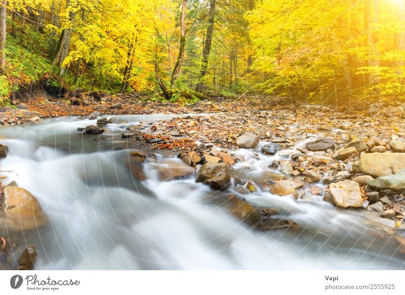 River in autumn forest with colorful trees Beautiful Vacation & Travel Adventure Sun Environment Nature Landscape Water Sunrise Sunset Sunlight Autumn