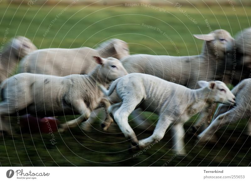 Chamansülz hunt. Sheep Lamb Running Walking Playing Beat Catch Meadow Green Juicy Morning Movement Small White Pelt Soft ears.