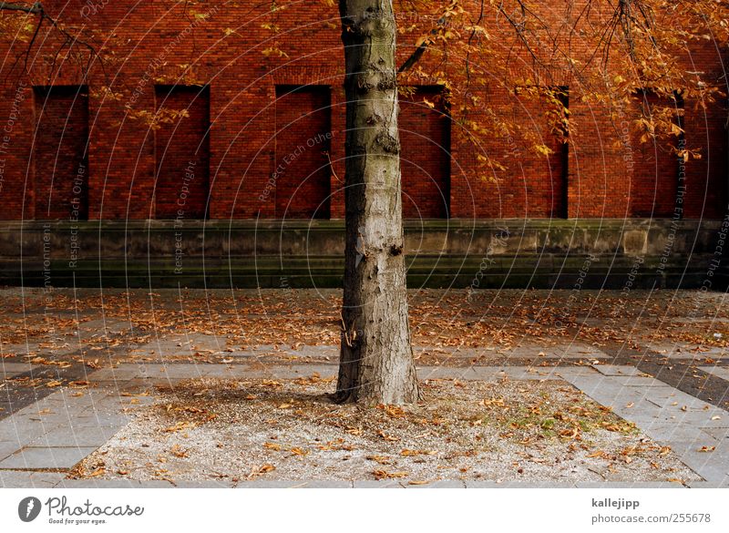 city tree Environment Nature Landscape Earth Autumn Plant Tree Leaf Park Transience Brick wall Tree trunk Berlin Colour photo Light Shadow Contrast