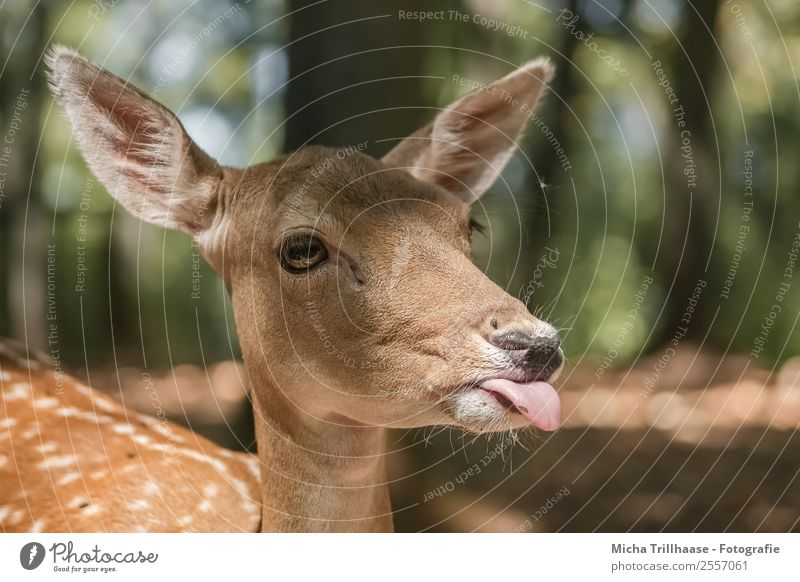 Outstretched tongue Nature Animal Sun Sunlight Beautiful weather Tree Forest Wild animal Animal face Pelt Fallow deer Roe deer Ear Tongue Eyes 1 Looking Brash