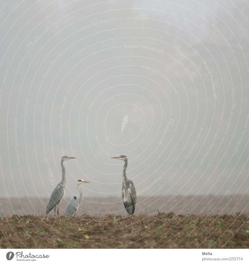 threesome Environment Nature Landscape Animal Earth Fog Field Bird Heron Grey heron 3 Looking Stand Free Together Natural Gloomy Gray Break Colour photo