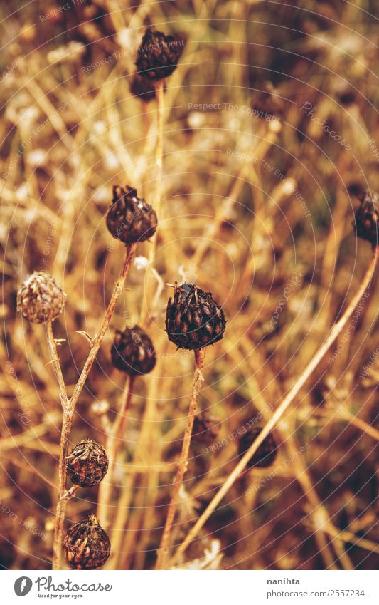 Golden dried plants in autumn Environment Nature Plant Summer Autumn Beautiful weather Foliage plant Wild plant Natural Dry Warmth Brown Autumnal