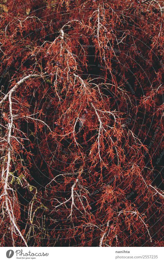 Red organic texture from an autumn tree Environment Nature Autumn Climate Tree Leaf Foliage plant Wild plant Forest Wood Esthetic Dark Authentic Large Infinity