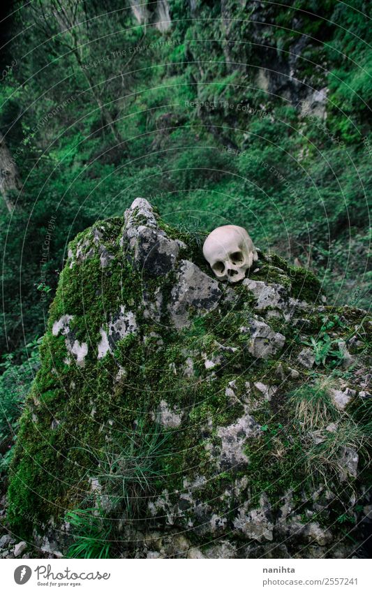 Lost skull in a wild mountain Death's head Bone Rock Environment Nature Landscape Plant Spring Climate Tree Moss Foliage plant Mountain Authentic Exotic