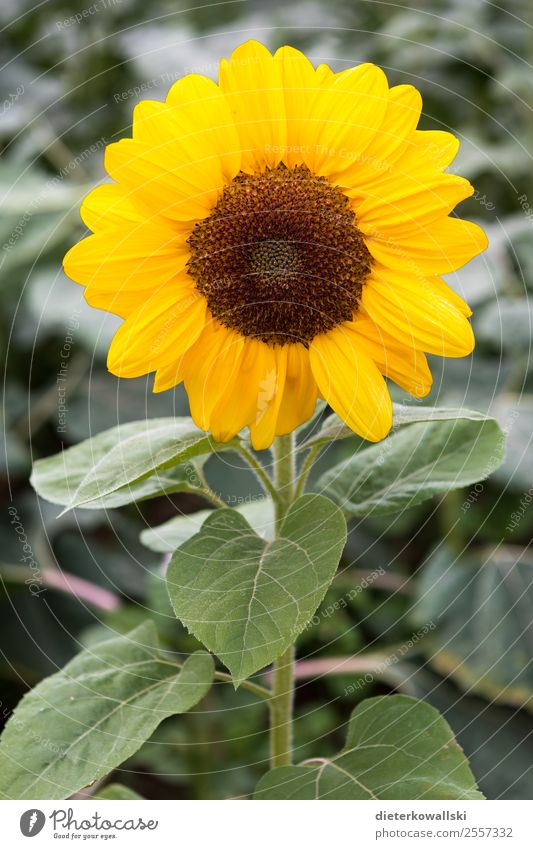sunflower Environment Nature Landscape Plant Flower Agricultural crop Growth Sunflower Summer Environmental protection Environmental pollution Colour photo Day