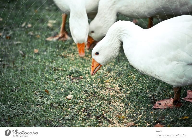 goose and gar ... Environment Nature Animal Meadow Farm animal Bird 3 Group of animals To feed Free Happy Curiosity Wild Green White Goose Country life Grain
