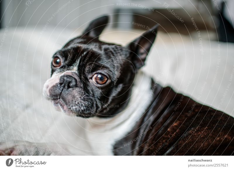 Boston Terrier Portrait Warmth Animal Pet Dog 1 Ceiling Observe Relaxation To enjoy Communicate Lie Looking Dream Sadness Brash Cuddly Astute Funny Curiosity