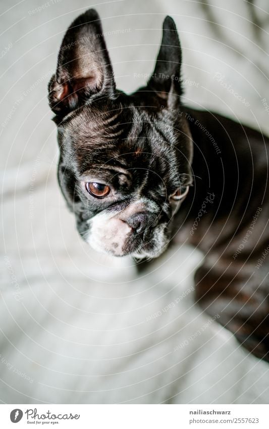 Boston Terrier Portrait Warmth Animal Pet Dog 1 Observe Discover Relaxation Looking Wait Brash Friendliness Happiness Funny Natural Curiosity Cute Beautiful