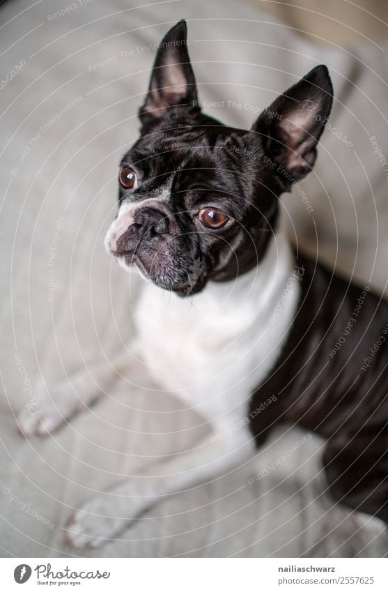 Boston Terrier Portrait Warmth Animal Dog boston terrier French Bulldog 1 Ceiling Observe Discover Looking Wait Brash Happiness Astute Funny Curiosity Cute