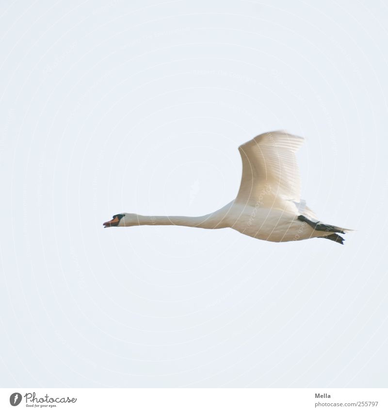 flight Environment Nature Animal Air Wild animal Bird Wing Swan 1 Movement Flying Free Bright Beautiful Natural Blue White Freedom Speed Colour photo