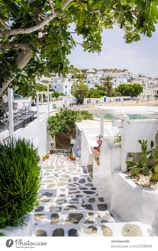 mykonos Lifestyle Leisure and hobbies Vacation & Travel Tourism Trip Sightseeing Cruise Summer Summer vacation Beach Beautiful weather Tree Cactus Foliage plant