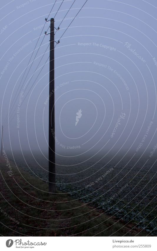 Power supply in rural areas 2 Energy industry Wood Gray Misty atmosphere Colour photo Exterior shot Morning Electricity pylon Deserted Twilight 1 Wall of fog
