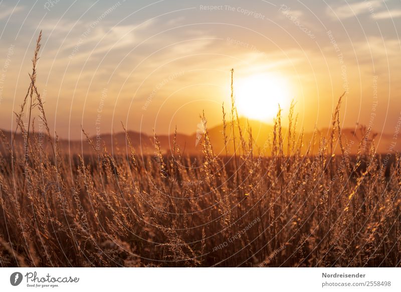 Dusty summer Agriculture Forestry Nature Landscape Plant Elements Sunrise Sunset Summer Autumn Beautiful weather Warmth Drought Grass Meadow Field Mountain