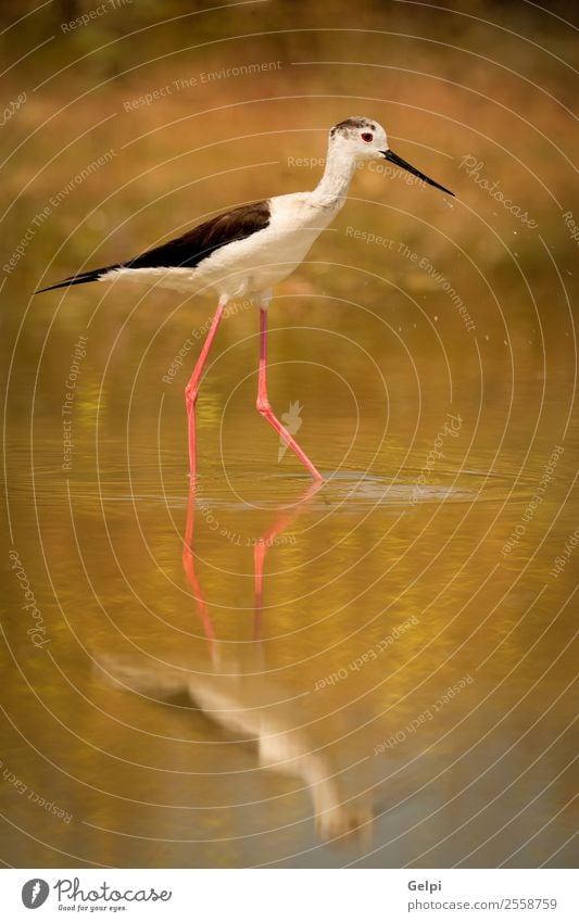Stilt in a pond looking Beautiful Ocean Environment Nature Animal Spring Grass Coast Pond Lake River Bird Wing Long Wet Cute Wild Red Black White himantopus