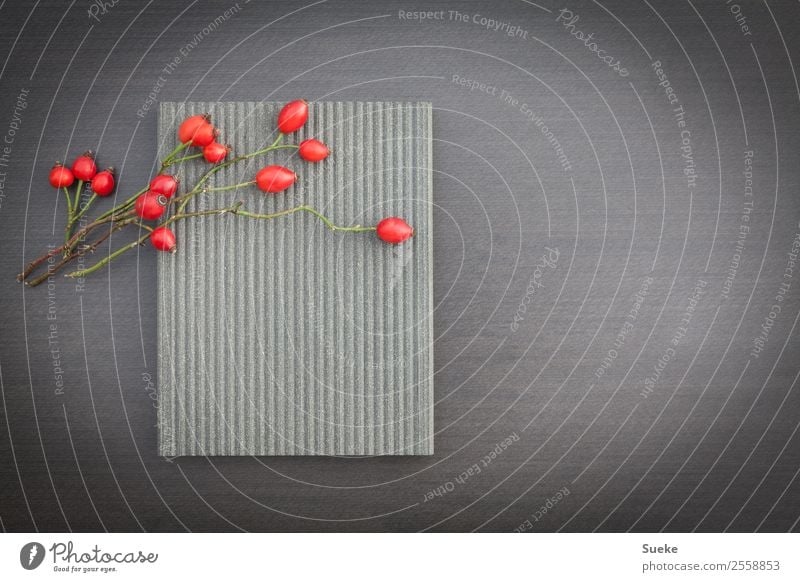 quiet berry arrangement with rose hips Rose hip Stone slab Relaxation Comforting Calm Feng Shui Copy Space Red Gray monochrome background Colour photo Deserted