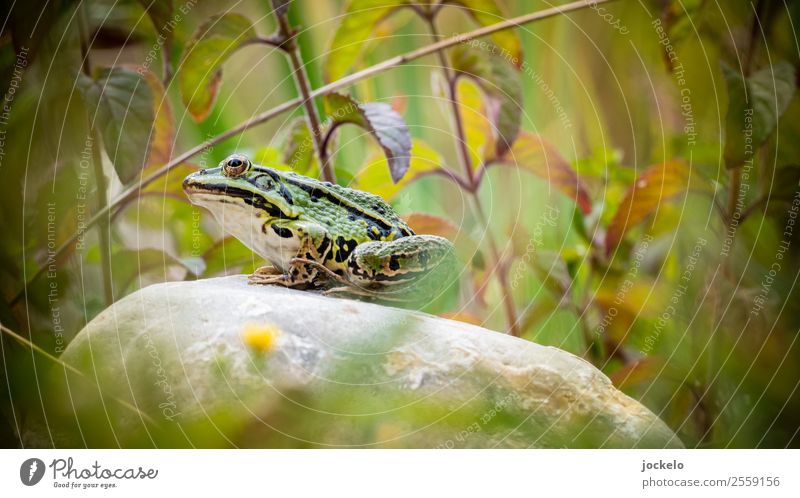 I am a prince Trip Adventure Camping Summer Sun Animal Wild animal Frog 1 Feeding Brown Green Grass frog Pond Stone Colour photo Exterior shot Detail